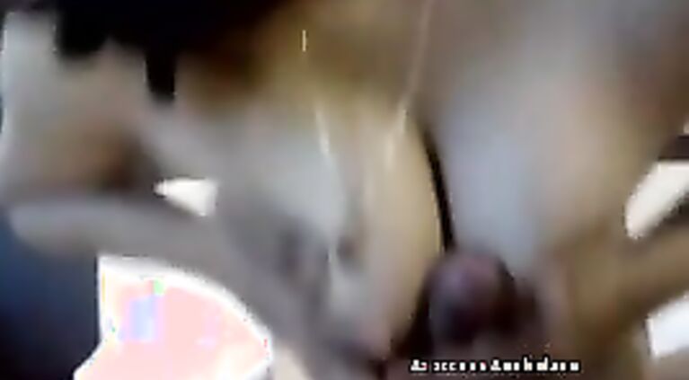 Desi amateur girl sucks good.