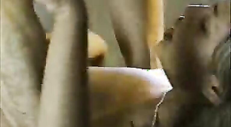 Good example that you can't manage camera and fuck together