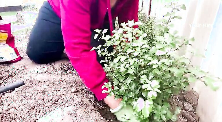 Naughty Sexy Tamil Aunty showing Deep Cleavage in the Outdoor Garden
