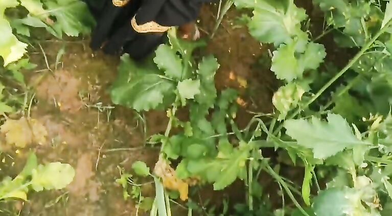 Mamta bhabhi ko khet me le jakar doggystyle me choda outdoor